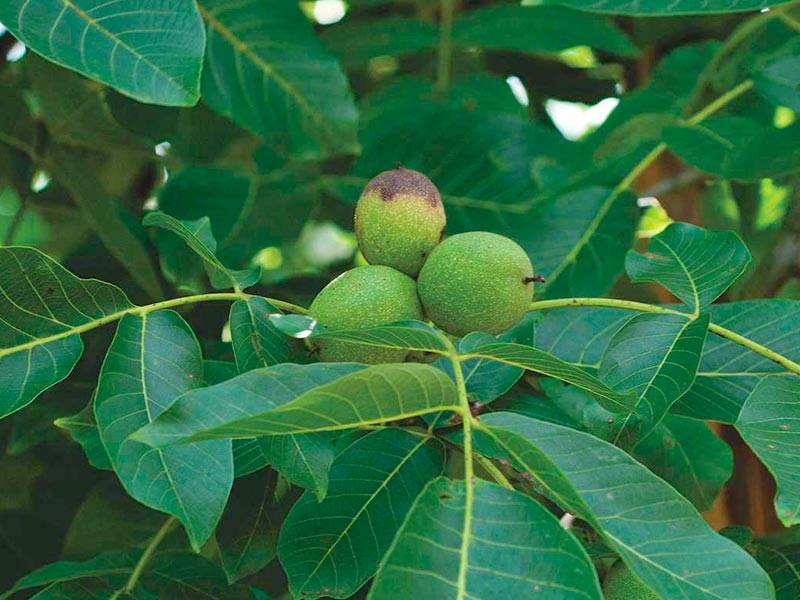 Quel est le nom du fruit du noyer ?