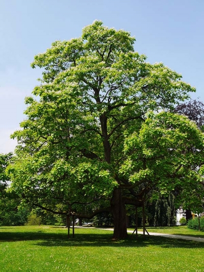 Catalpa