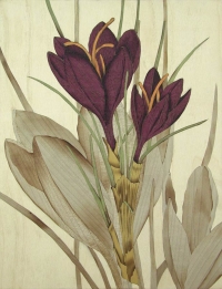 Crocus