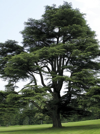 Cèdre du Liban