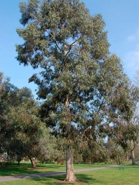 Eucalyptus