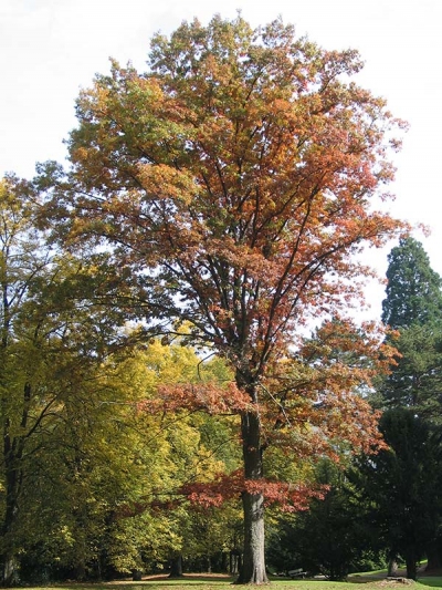 Chêne rouge