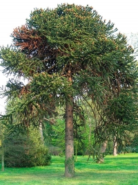 Araucaria