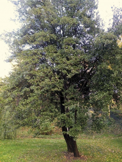 Ch&ecirc;ne Kerm&egrave;s