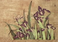 Iris et cigale