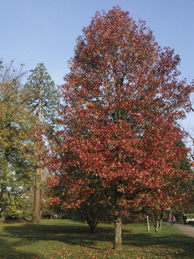 Liquidambar