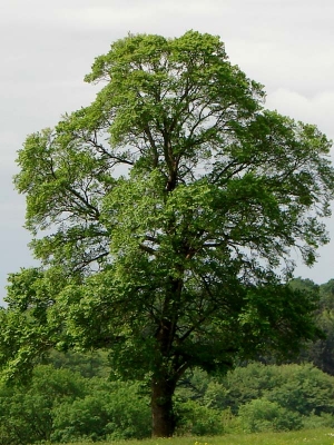 Orme champêtre