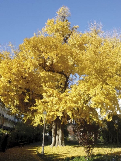 Ginkgo biloba