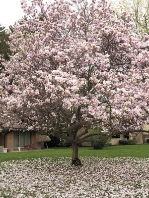 Magnolia