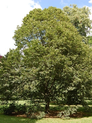 Tilleul à grandes feuilles