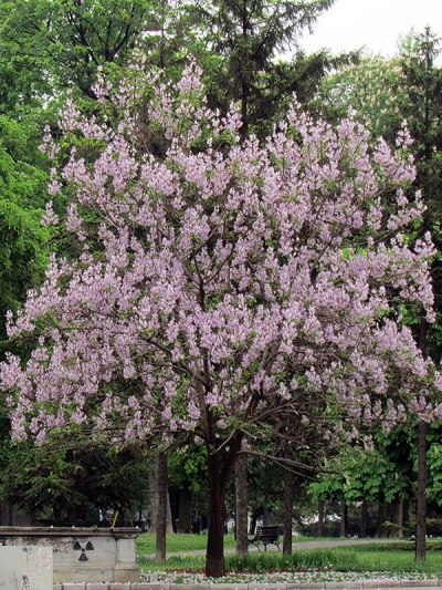 Paulownia