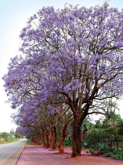 Jacaranda