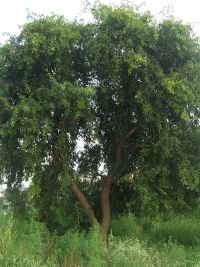 Bois de violette