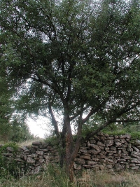 Cerisier Sainte Lucie